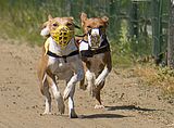 Basenji KSM Muenster 2014 (1035)